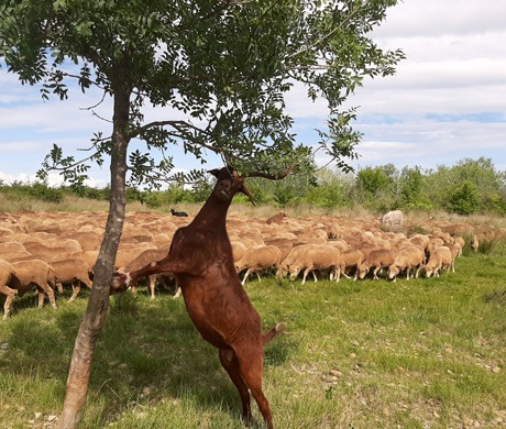 Chèvre et moutons dans les plaines de la Crau- photo : Rhinoferos
